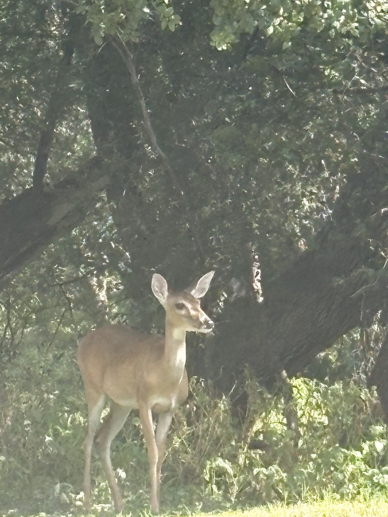 A deer standing in a grassy area near trees, with sunlight filtering through the leaves.