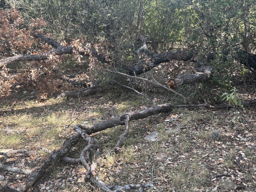 Fallen tree branches and logs scattered on the ground in a wooded area, surrounded by green foliage and dry leaves.