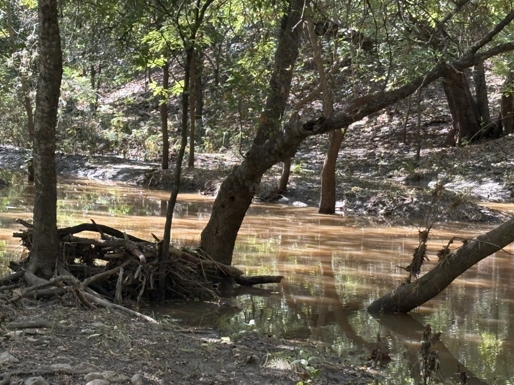 A serene view of a water body surrounded by trees, with a visible beaver dam made of branches and twigs on the bank.