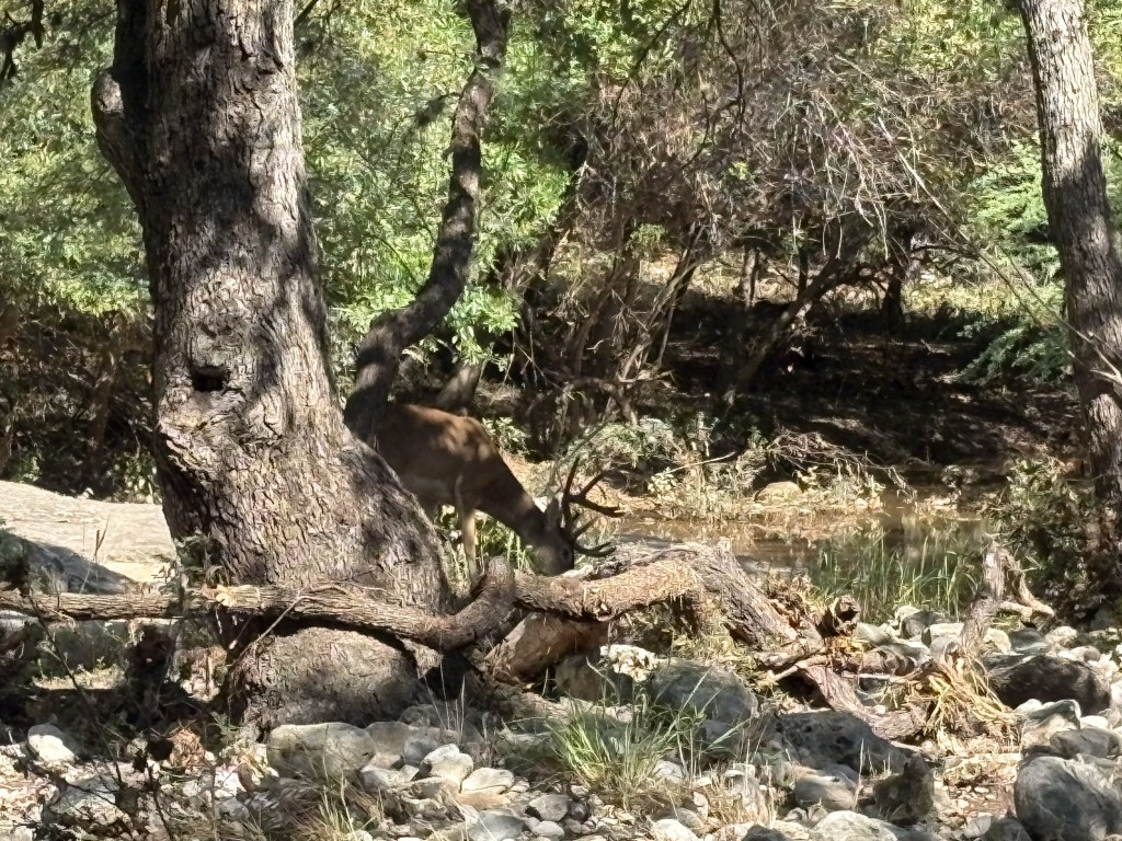 A deer standing near a stream in a forested area surrounded by trees and rocks.