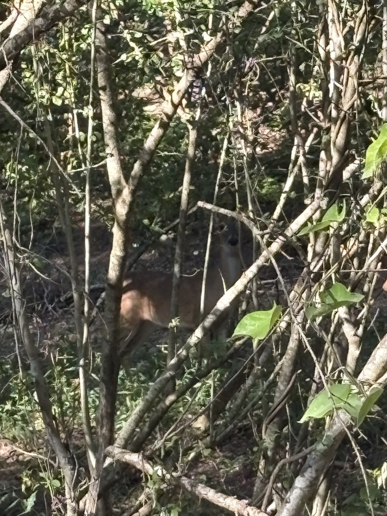 A deer partially hidden among trees and bushes in a forest setting.